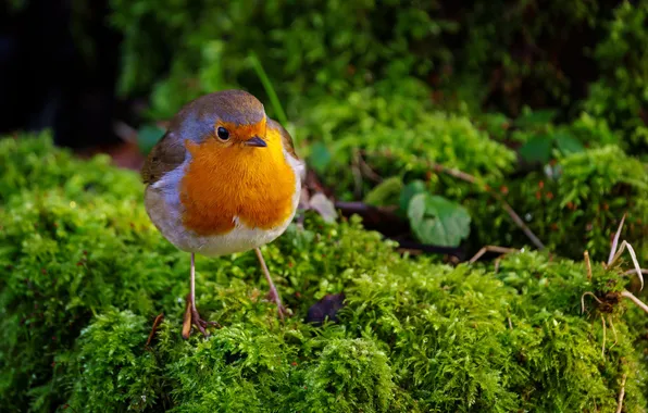 Bird, moss, bird, Robin