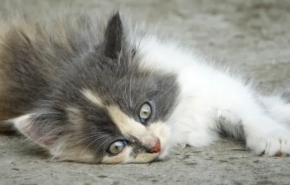 Cat, Baby, funny