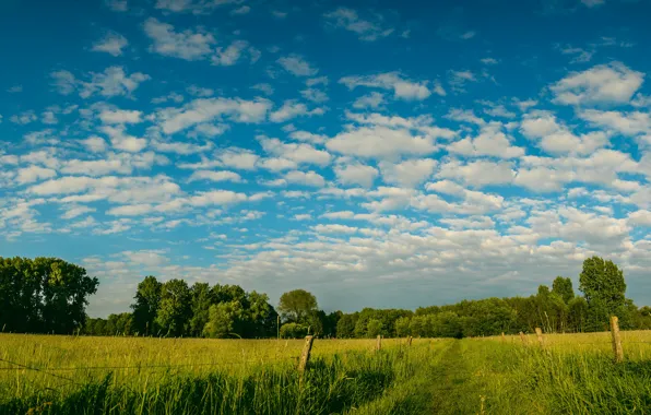 Picture greens, field, the sky, clouds, trees