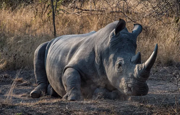 Picture nature, background, Rhino