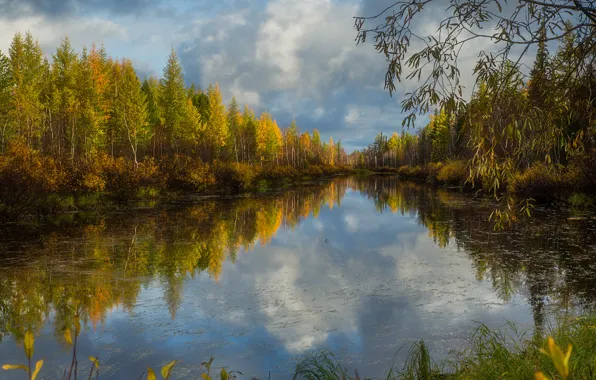 Autumn, forest, grass, water, clouds, trees, branches, lake