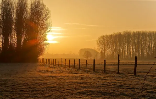 Field, autumn, the sun, light, trees, posts, the fence