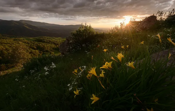Picture the sun, rays, landscape, sunset, flowers, mountains, nature, grass