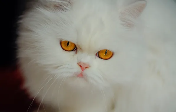 Look, muzzle, white, fluffy, Persian cat