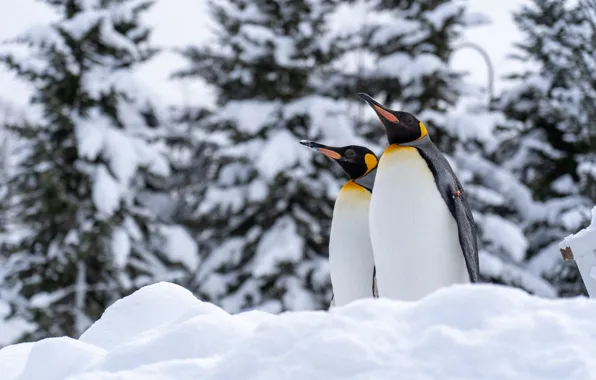 Winter, snow, trees, birds, nature, ate, penguins, pair