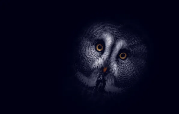 Background, owl, dark, head