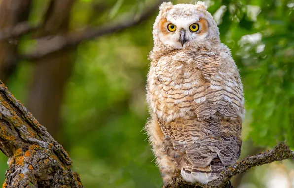 Picture look, branches, owl, bird, green background, bokeh
