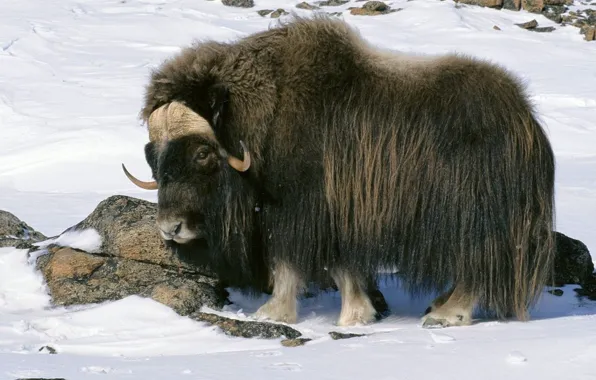 Animals, alaska, snow, national, wildlife, arctic, musk ox