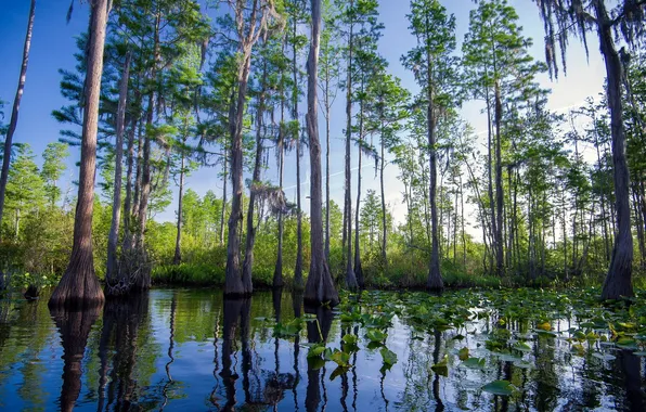Landscape, Southern hobbyist, Okefenokee Swamp