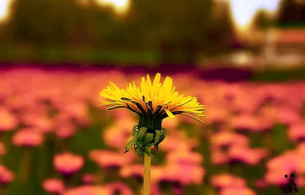 Picture flowers, dandelion, Nature, Pyatkov_Denis