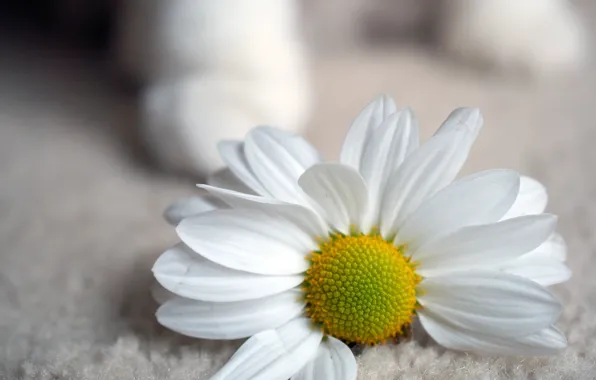 Picture white, flowers, yellow, background, widescreen, Wallpaper, Daisy, wallpaper