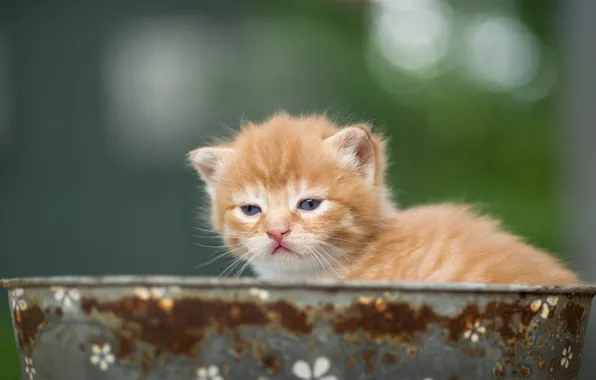 Picture look, background, baby, red, muzzle, kitty, Taz