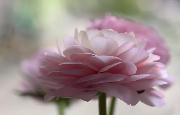 Flowers, pink, buttercups, ranunculus