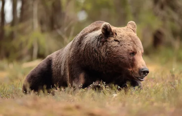 Grass, face, nature, glade, bear, lies