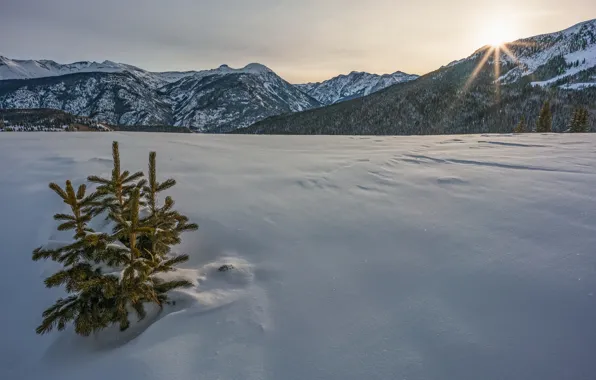 Winter, snow, mountains, Colorado, Christmas trees, Colorado, San Juan Mountains, pass Molas Pass