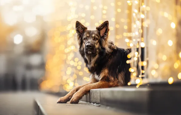 Picture look, face, dog, paws, German shepherd, lights