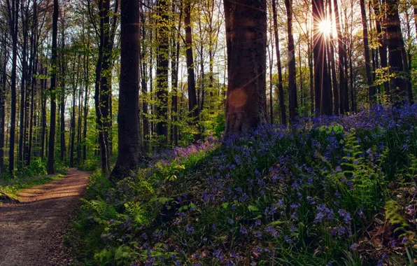 Picture forest, the sun, rays, light, trees, flowers, nature, blocks