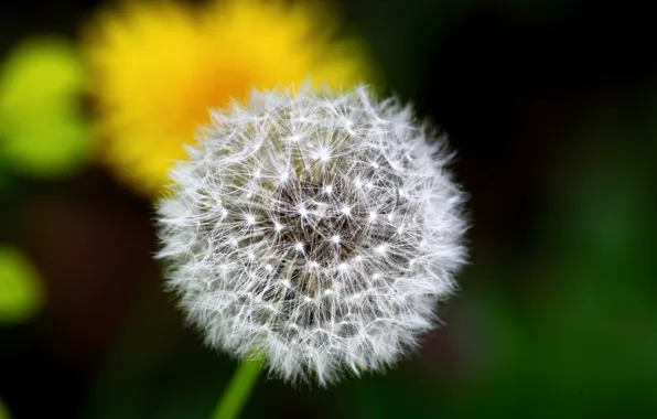 Dandelion, fluffy, blurred background