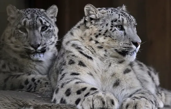 Predator, family, pair, IRBIS, snow leopard, snow leopard