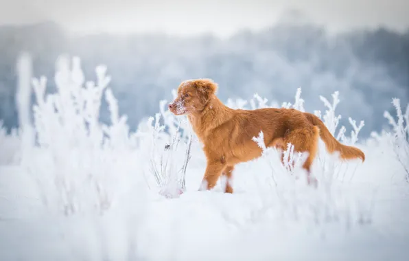 Winter, frost, field, grass, snow, nature, dog, red