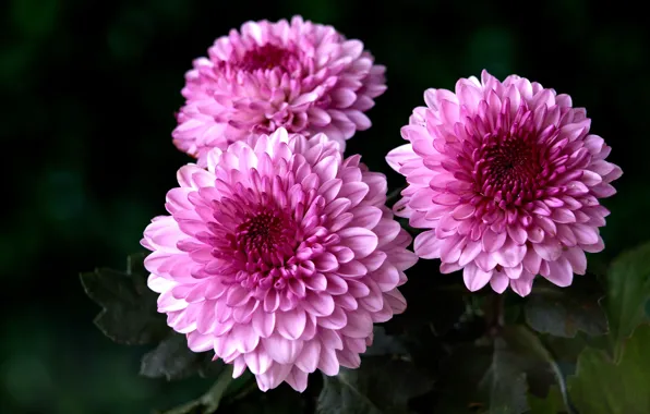 Picture flowers, the dark background, pink, trio, chrysanthemum