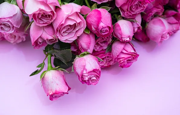 Picture flowers, close-up, roses, bouquet
