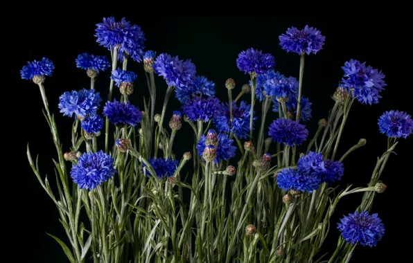 Wallpaper flowers, bouquet, field, leaves, black background, cornflowers, blue, stem