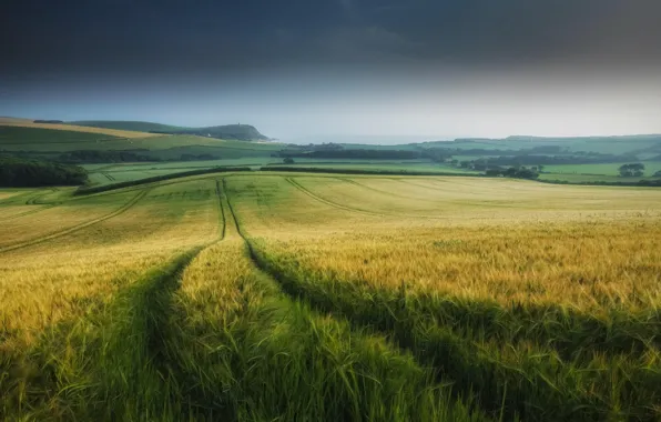 Picture field, nature, morning