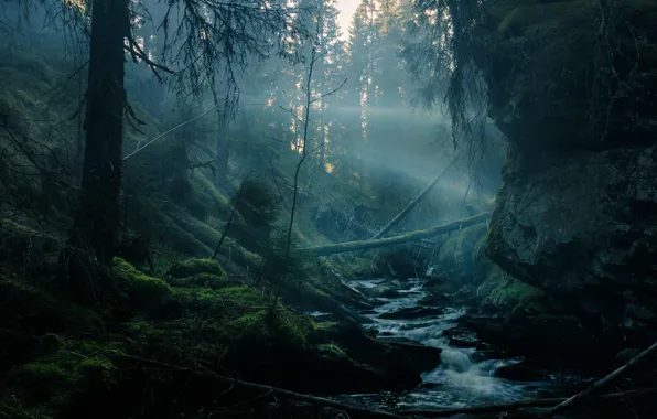 Forest, rays, light, trees, branches, fog, stream, stones