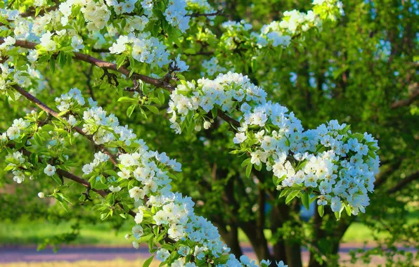 Picture greens, light, flowers, branches, cherry, spring, garden, white