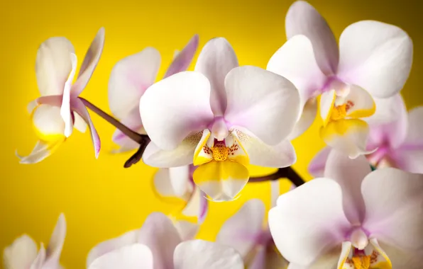 Flowers, yellow, background, petals, white, orchids
