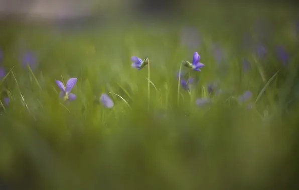 Flowers, nature, background
