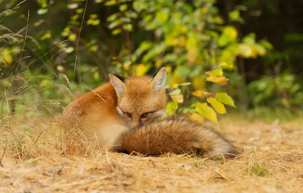Picture forest, look, nature, animal, Fox, Fox