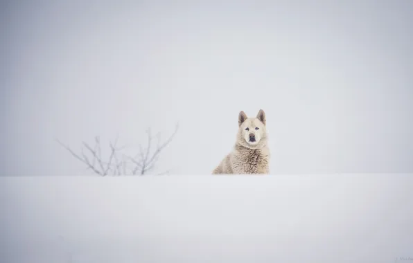 Winter, white, face, snow, dog, dog
