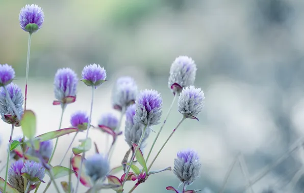 Summer, grass, nature