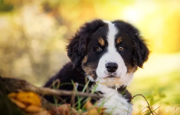 Picture look, dog, puppy, face, Bernese mountain dog