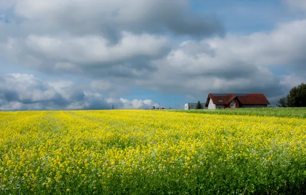Picture field, house, rape