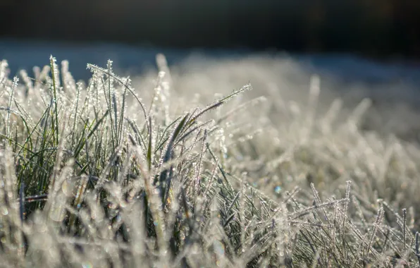 Picture frost, grass, the sun, Shine