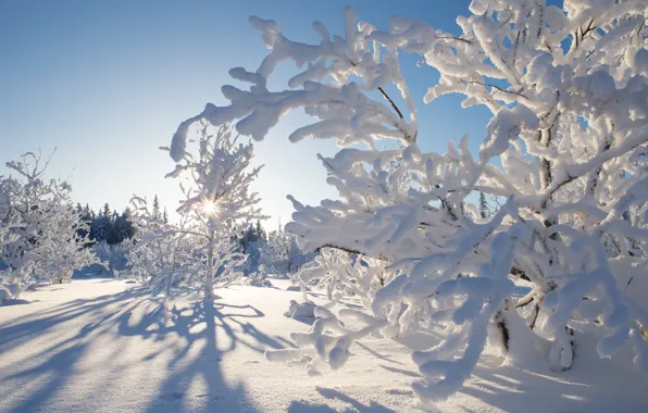 Winter, snow, trees, Canada, Canada, Northwest Territories, Northwest territories, Kakisa