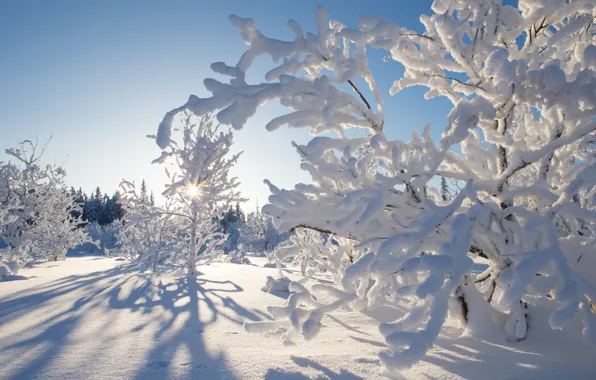 Picture winter, snow, trees, Canada, Canada, Northwest Territories, Northwest territories, Kakisa