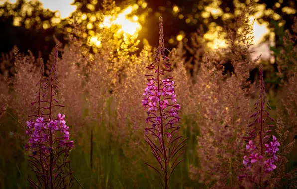 Flowers, pink, Ivan-tea, fireweed