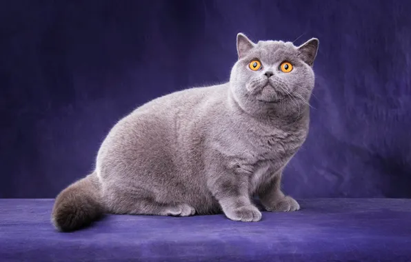 Cat, cat, look, pose, kitty, grey, legs, muzzle