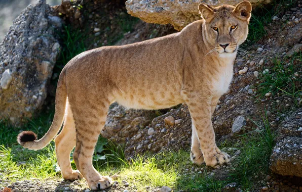 Grass, look, face, pose, pebbles, stones, paws, slope