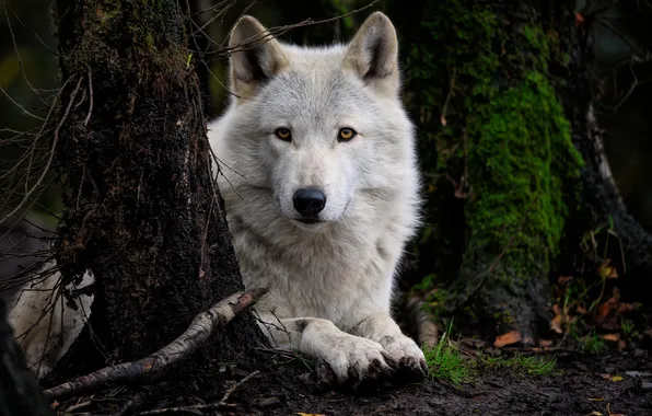 Nature, snow, predator, face, animal, wolf, wildlife, portrait