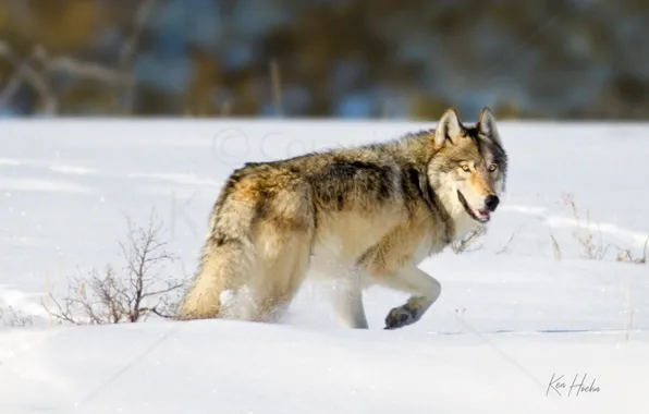 Picture nature, snow, predator, animal, wolf, wildlife, Canis lupus., portrait.