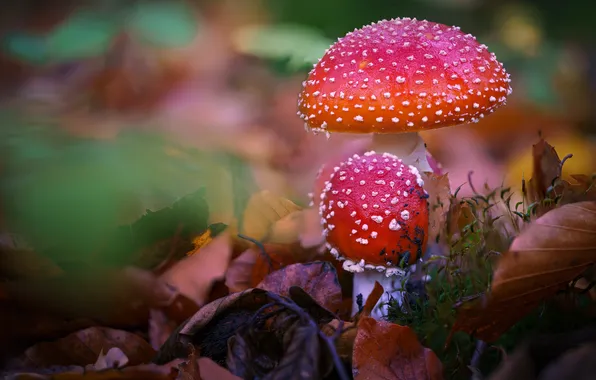 Autumn, nature, mushrooms, Amanita