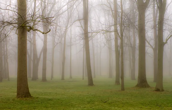 Trees, nature, fog, Park