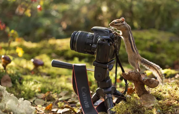 Picture autumn, forest, nature, foliage, mushroom, Chipmunk, animal, rodent