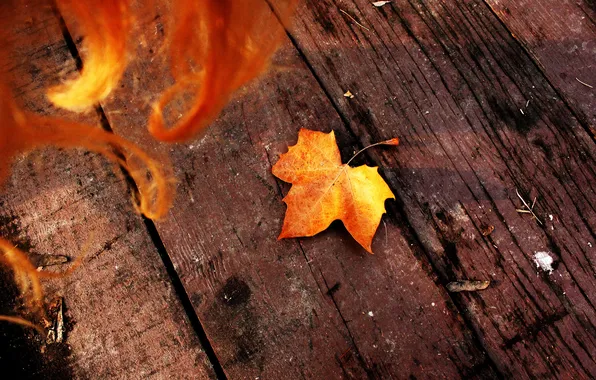 Autumn, nature, sheet, hair, Board, leaf, red, red