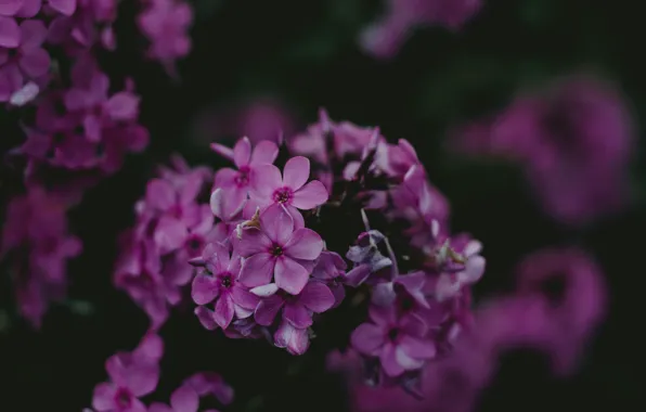 Flowers, Nature, Plant, Lilac, Plants, Nature, Flowers, Color